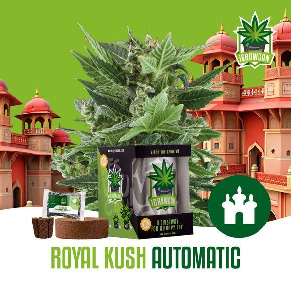 iGrowcan Cannabisanbau Kit Automatic Royal Kush