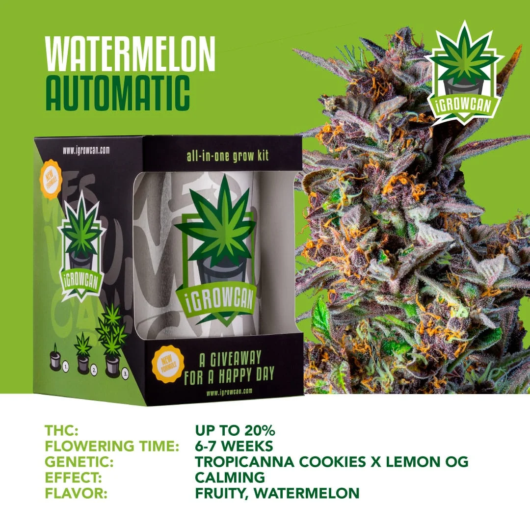 iGrowcan Cannabisanbau Kit Automatic Watermelon iGrowcan Cannabisanbau Kit Automatic Watermelon