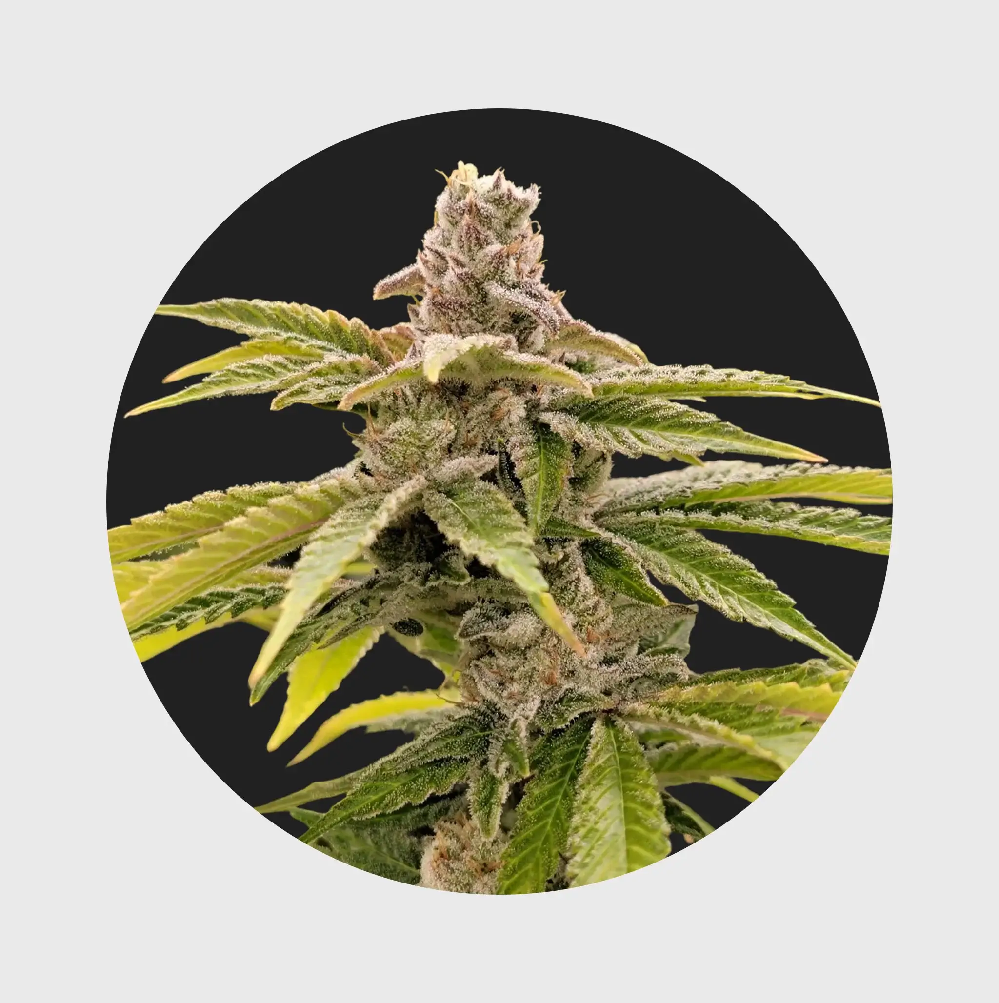 Cali Genetics THC Seeds 3Stück Strawberry Guave 33% THC