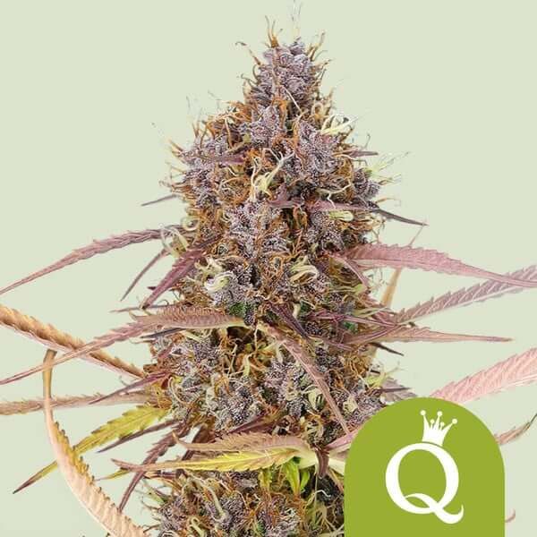 Royal Seeds Samen Purple Queen Auto (3 Samen)