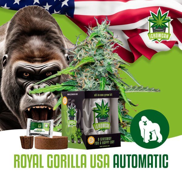 iGrowcan Cannabisanbau Kit Automatic Royal Gorilla