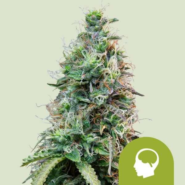 Royal Seeds Samen Amnesia Haze Auto (3 Samen)