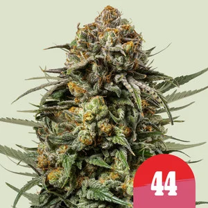 Royal Seeds Samen Tyson Feminized Gelato 44 (3 Samen)