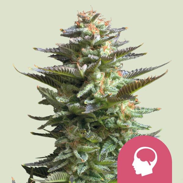 Royal Seeds Samen Amnesia Haze Feminized (5 Samen)