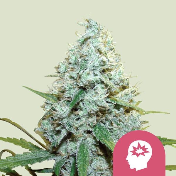 Royal Seeds Samen AMG Feminized (3 Samen)