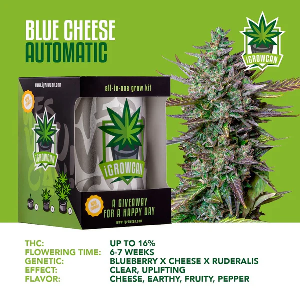 iGrowcan Cannabisanbau Kit Automatic Blue Cheese