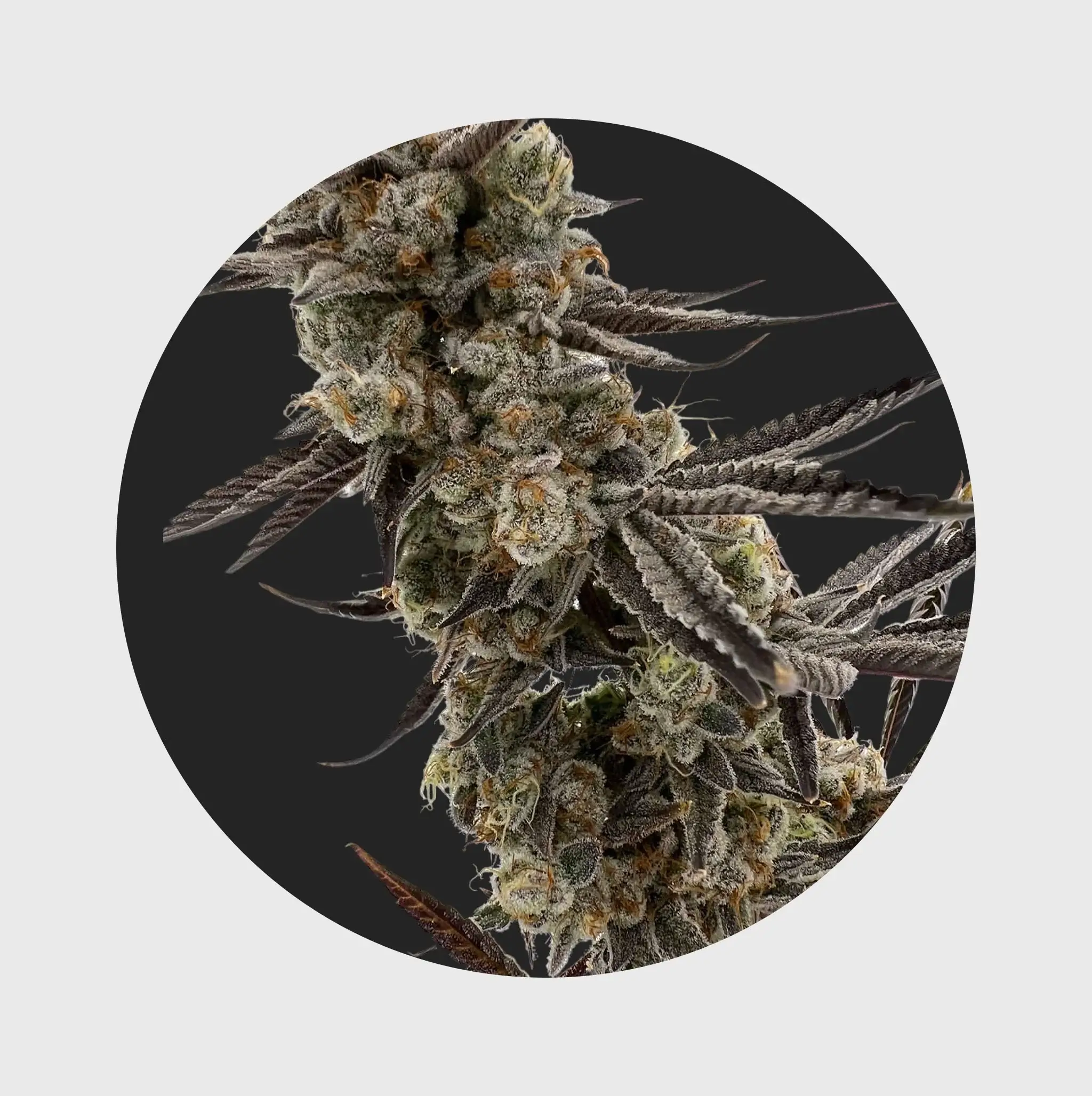 Cali Genetics THC Seeds 3Stück GMO Rootbeer 33% THC