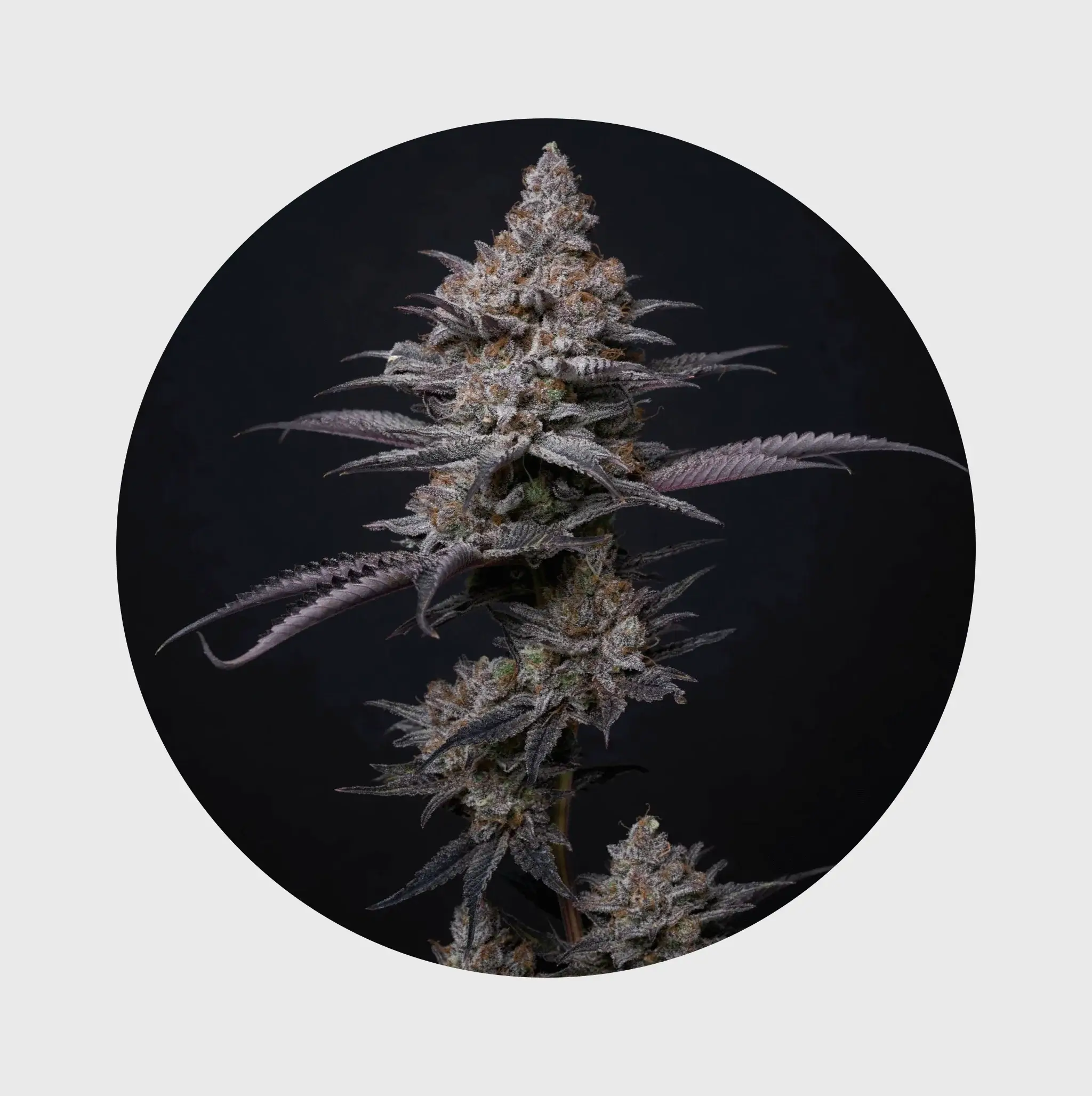 Cali Genetics THC Seeds 3Stück Blueberry Bubba 21% THC