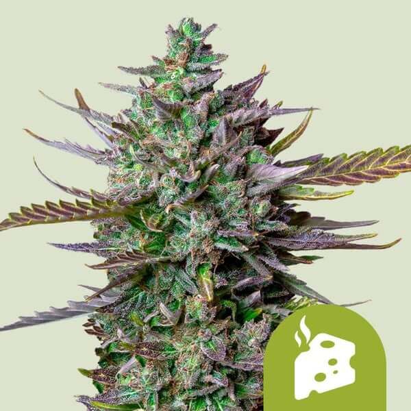 Royal Seeds Samen Blue Cheese Auto (3 Samen)