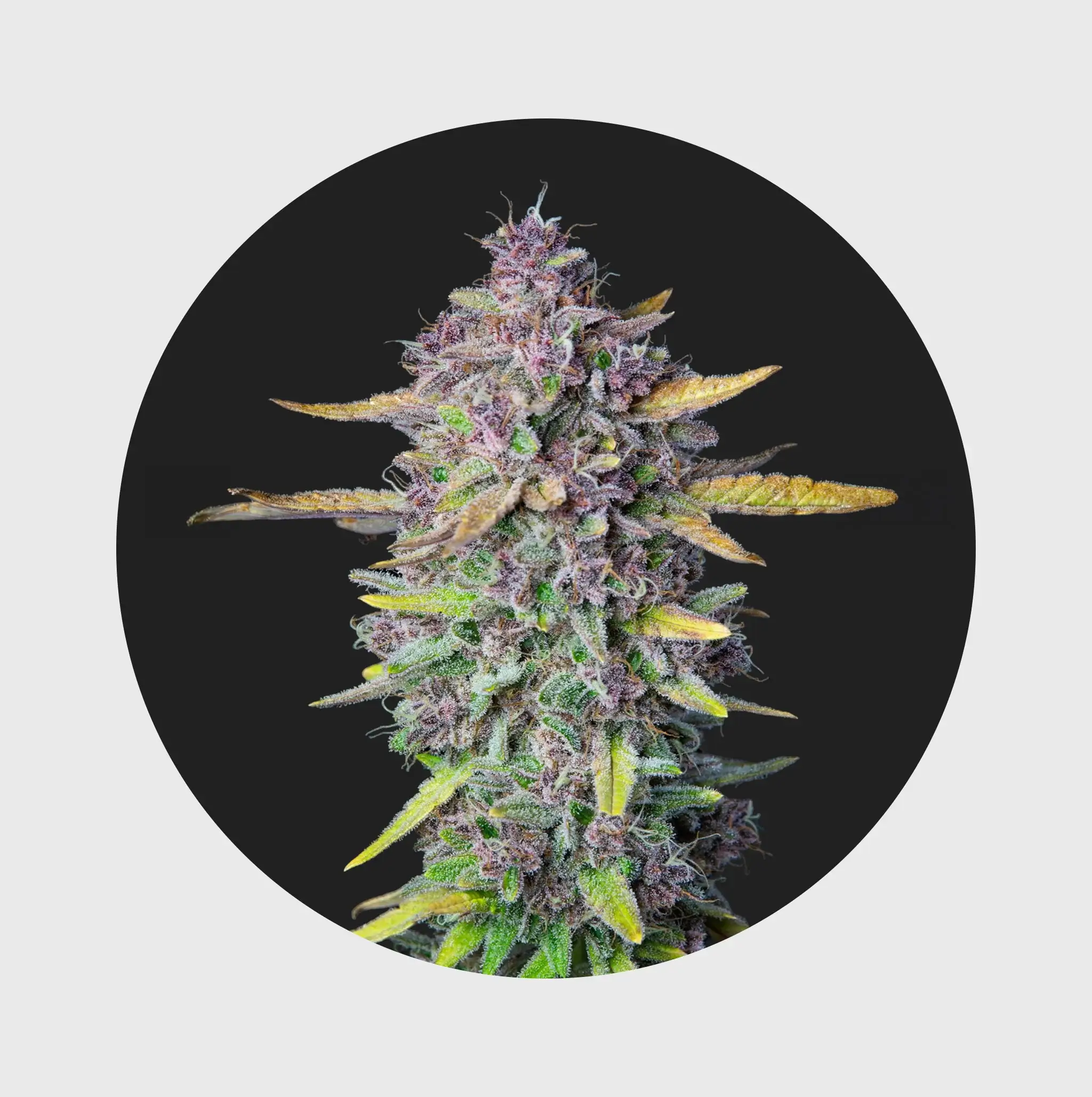 Cali Genetics THC Seeds 3Stück Purple Milkshake 32,6% THC