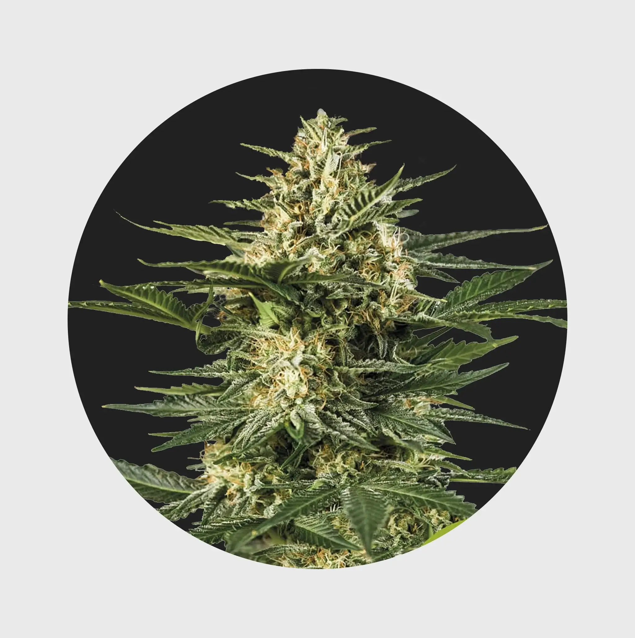 Cali Genetics THC Seeds 3Stück Gelato 25% THC