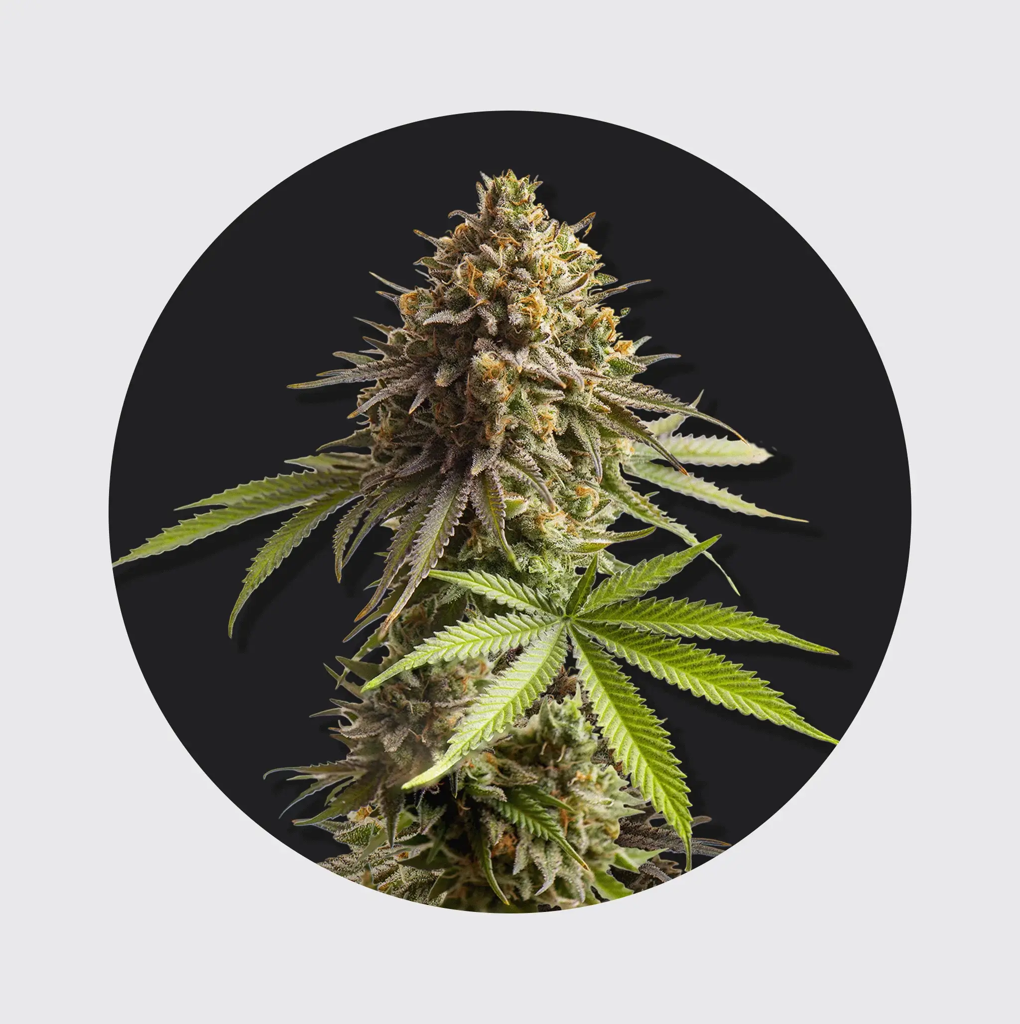 Cali Genetics THC Seeds 3Stück Sour Diesel 24% THC