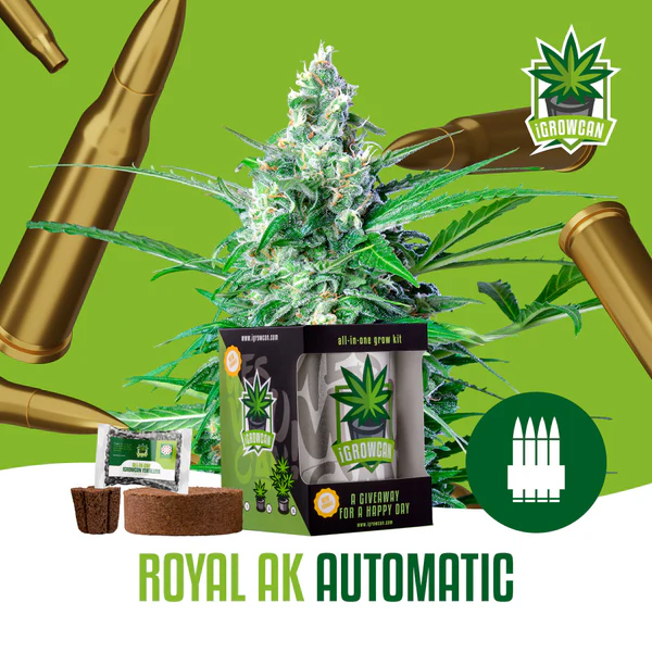 iGrowcan Cannabisanbau Kit Automatic Royal AK