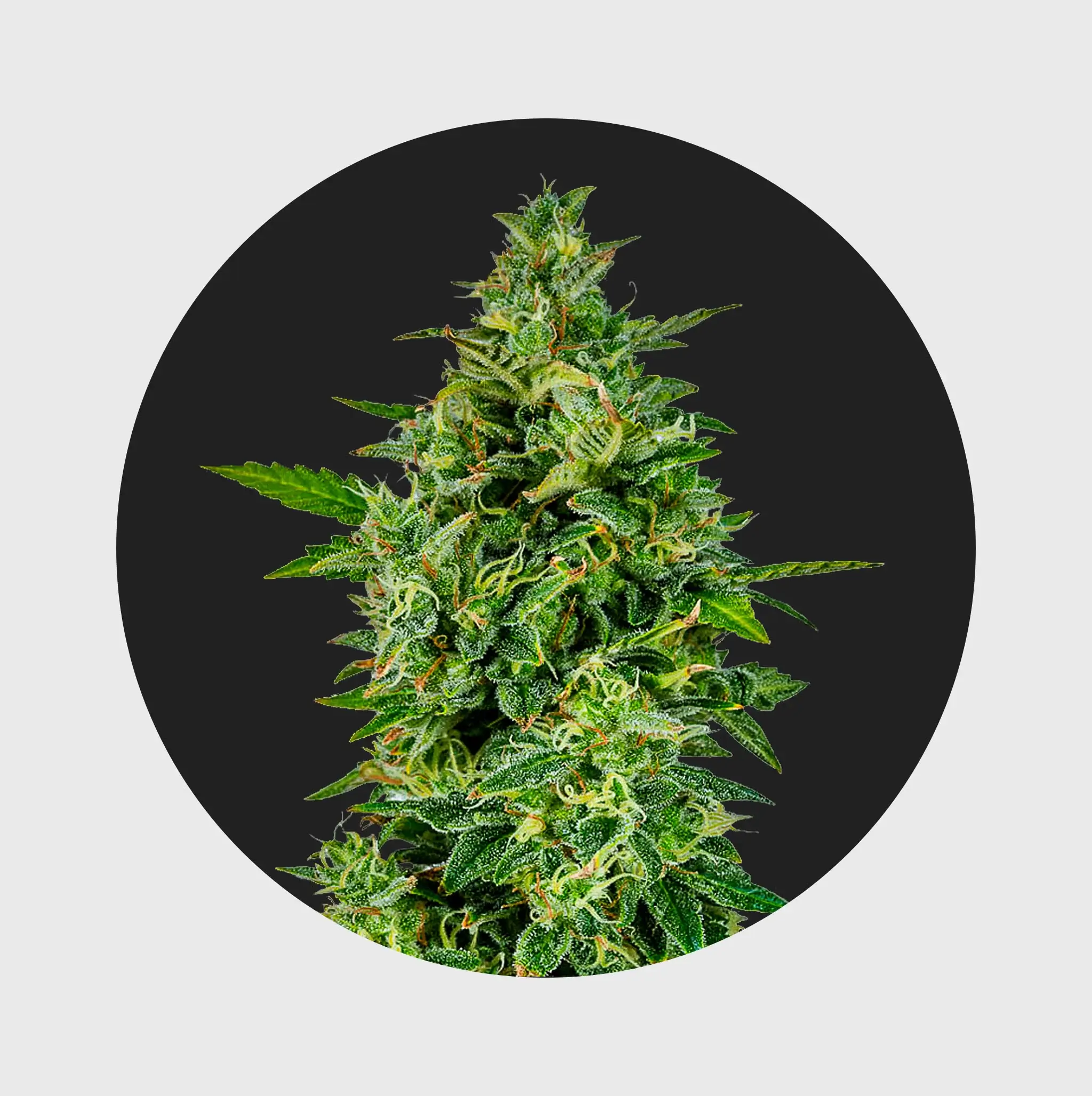 Cali Genetics THC Seeds 3Stück OG Kush 23% THC