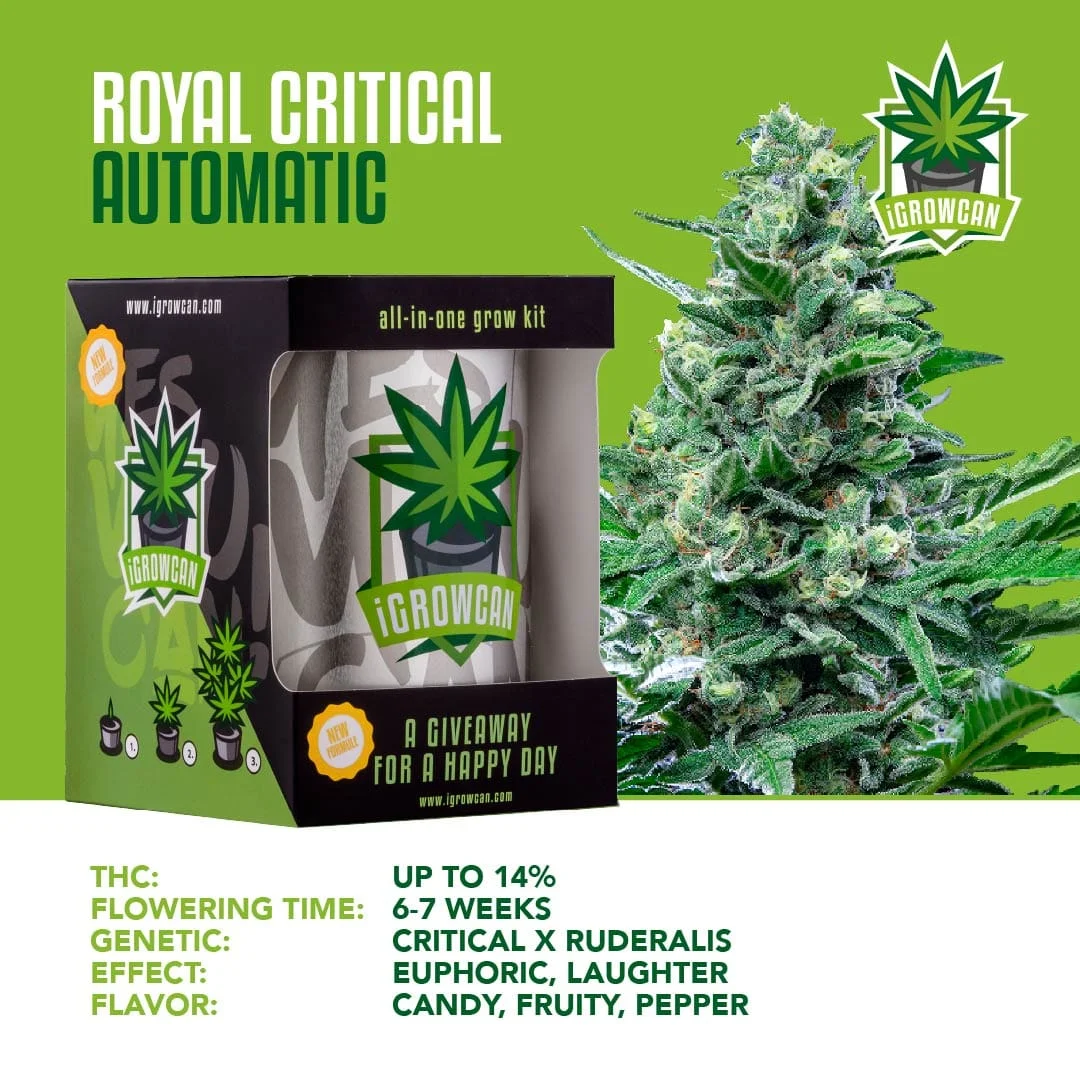 iGrowcan Cannabisanbau Kit Automatic Royal Critical