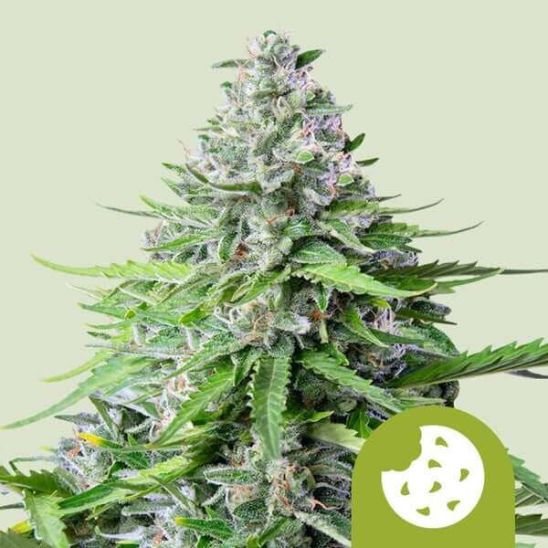 Royal Seeds Samen Royal Cookies Auto (3 Samen)