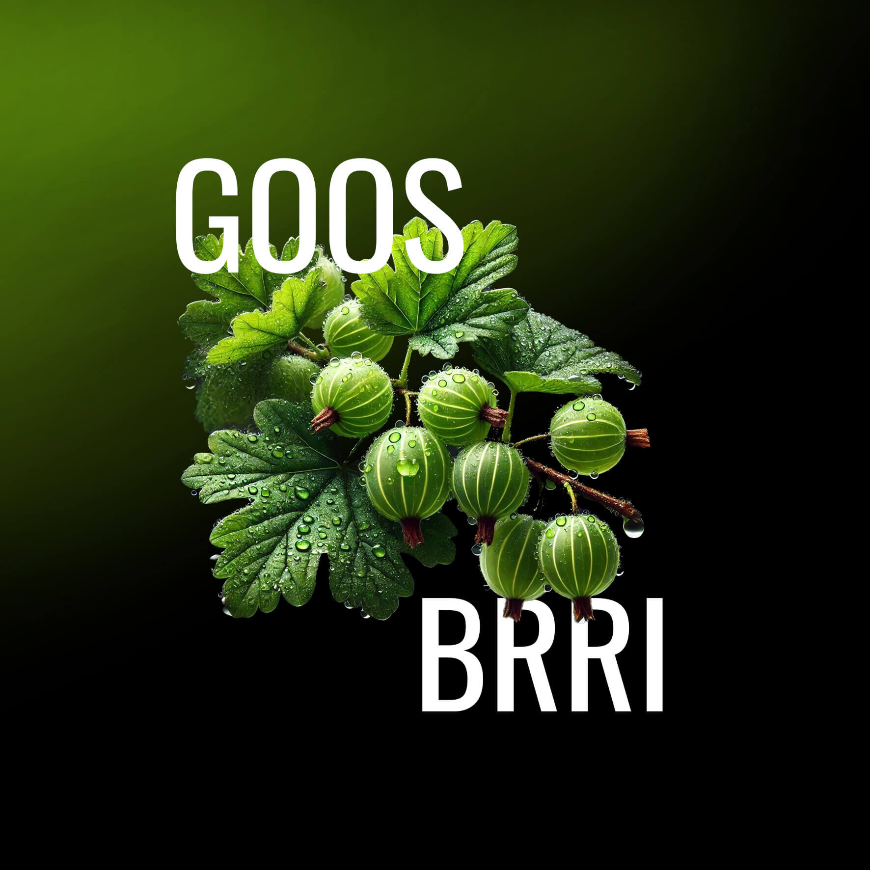 MUSTH 125g Goos Brri