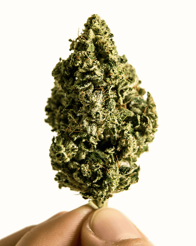 thcjd_vorteile_gesundheit_anwendung_info_hhc_cannabis (1)
