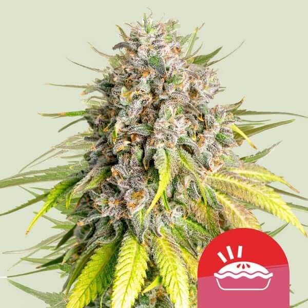 Royal Seeds Samen Tyson Feminized Punch Pie (3 Samen)