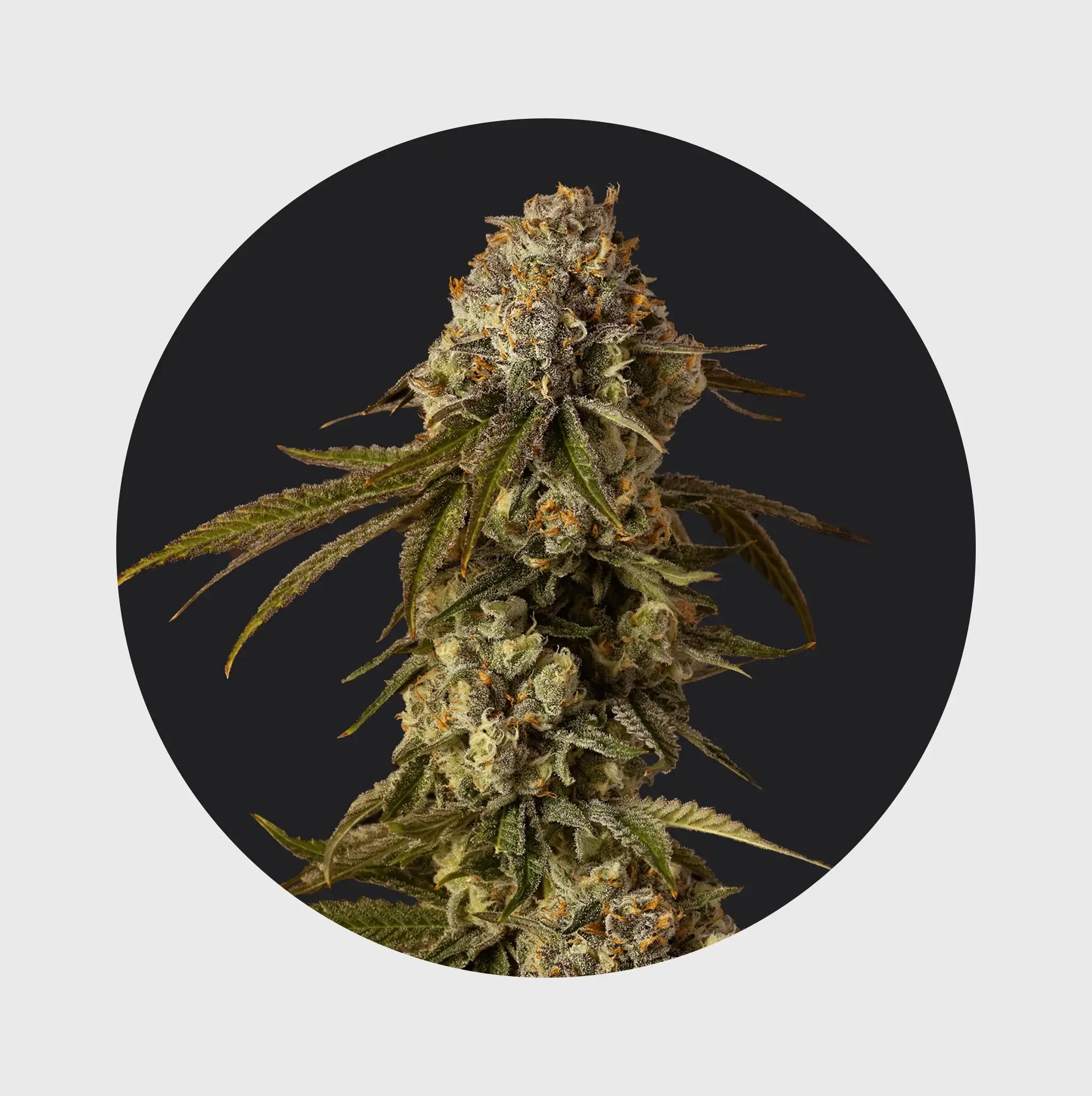 Cali Genetics THC Seeds 3Stück Mango Smile 25% THC