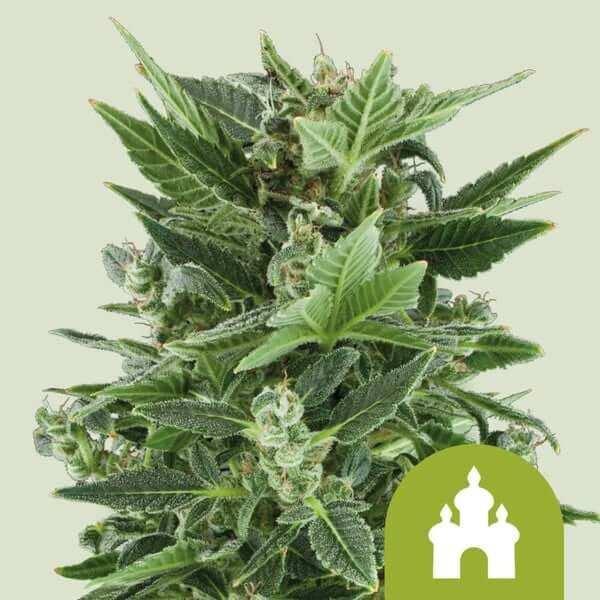 Royal Seeds Samen Royal Kush Auto (3 Samen)