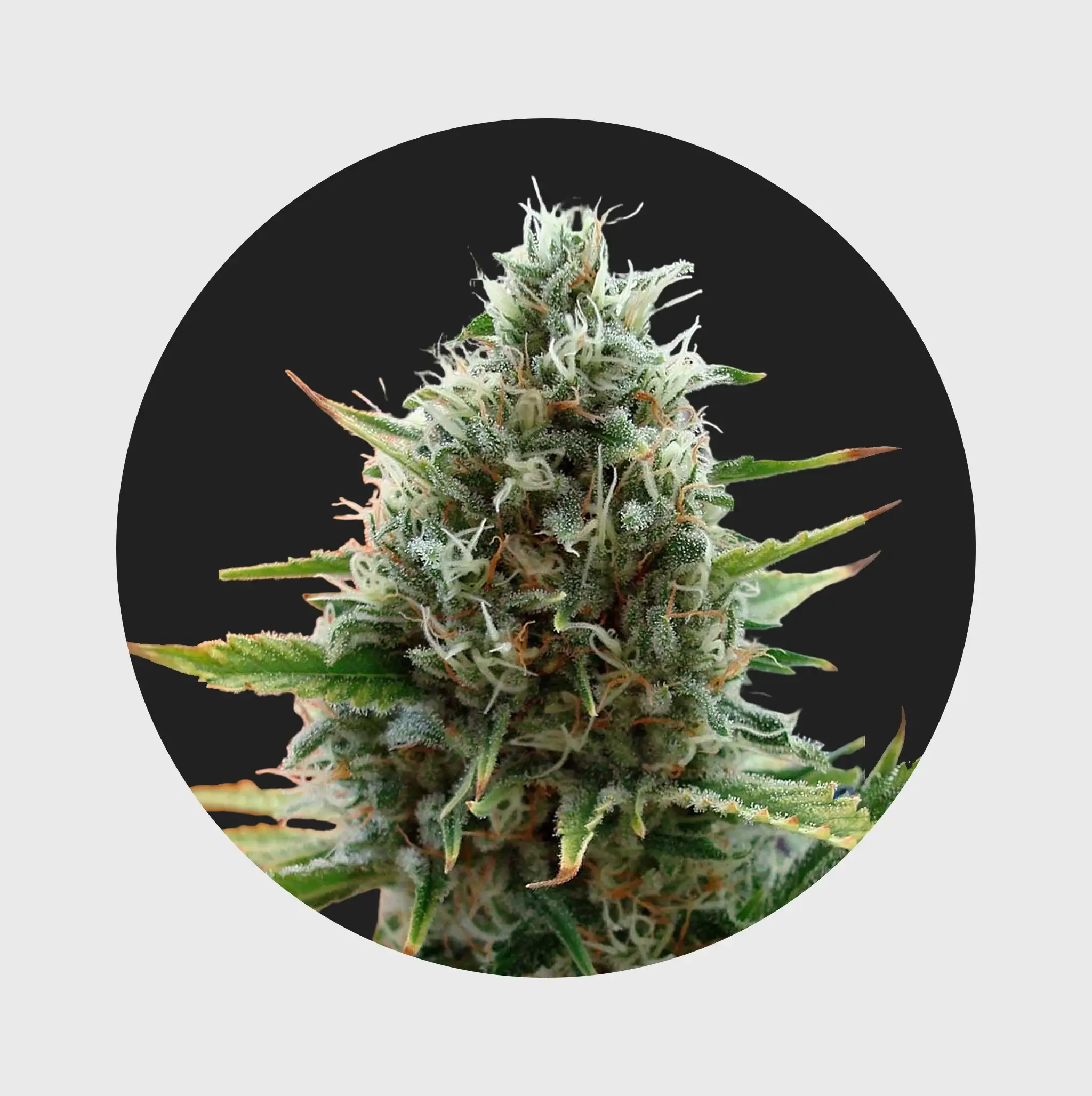 Cali Genetics THC Seeds 3Stück Papaya 27% THC