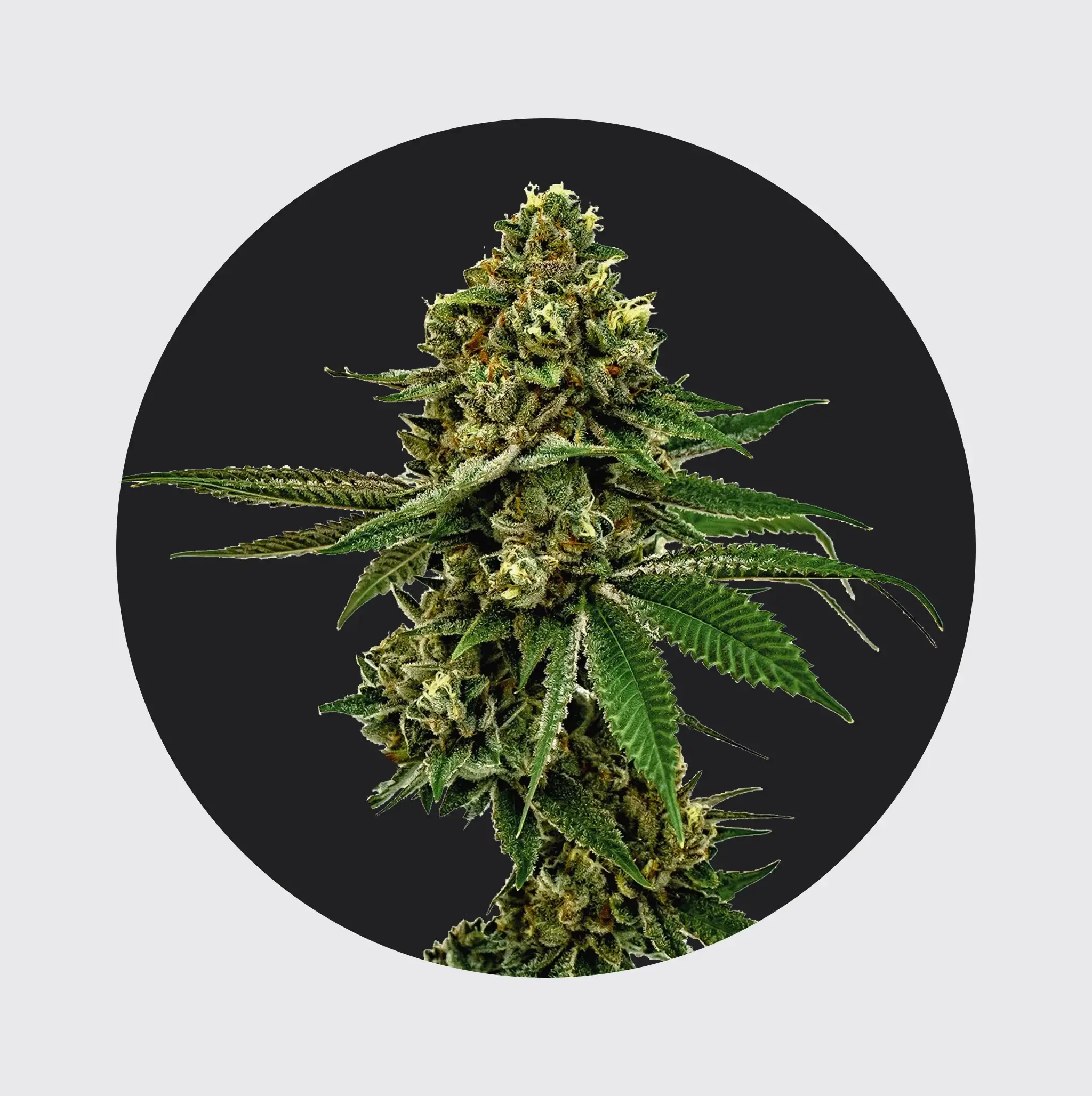 Cali Genetics THC Seeds 3Stück Forbidden Runtz 27,5%