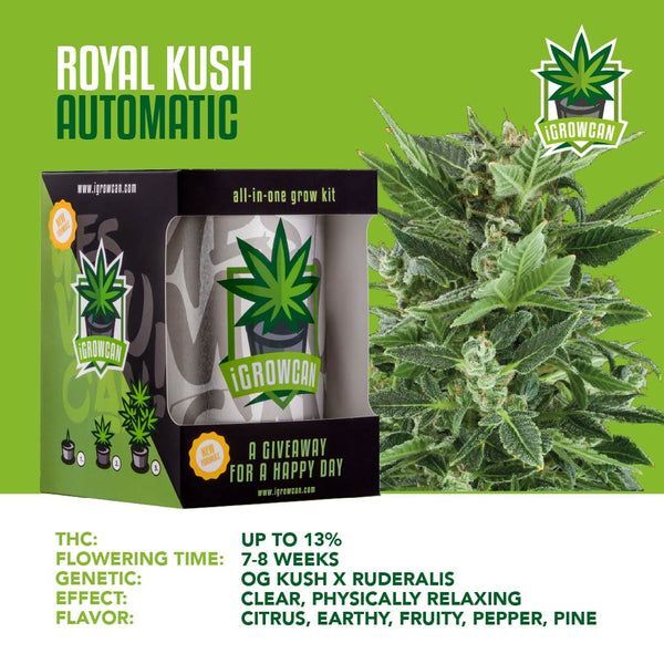 iGrowcan Cannabisanbau Kit Automatic Royal Kush