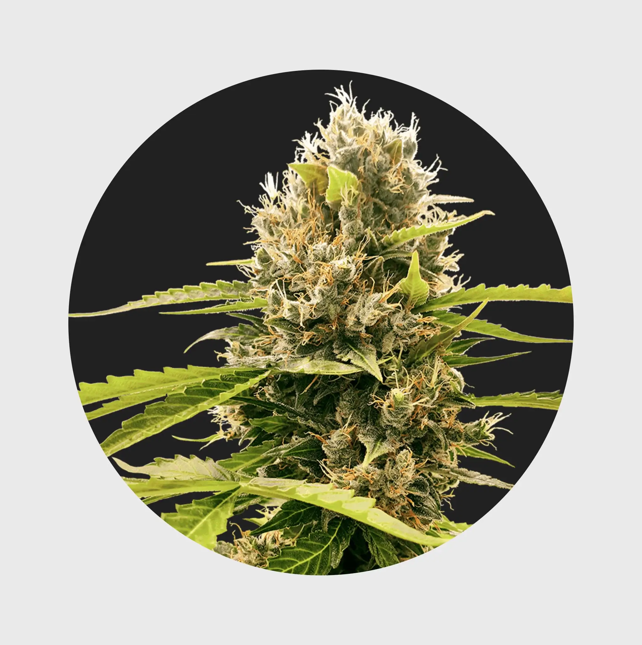 Cali Genetics THC Seeds 3Stück Legendary Cream Mandarine 18% THC