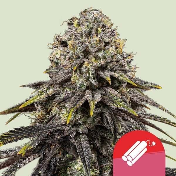 Royal Seeds Samen Tyson Feminized Dynamite Diesel (3 Samen)