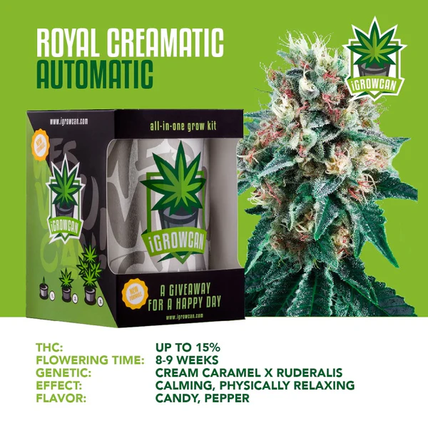 iGrowcan Cannabisanbau Kit Automatic Royal Creamatic